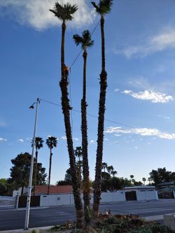 Tree,,