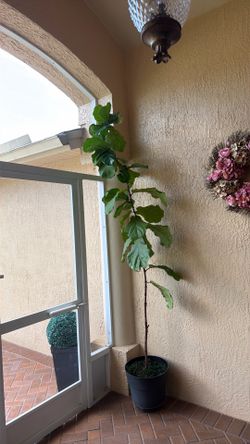 Fiddle, leaf fig, 9 feet tall, very healthy