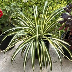 Potted Plant Healthy And Rooted 