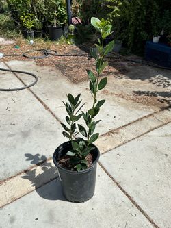 Laurel plant