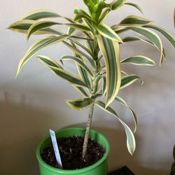 Ti / Cordyline Plant