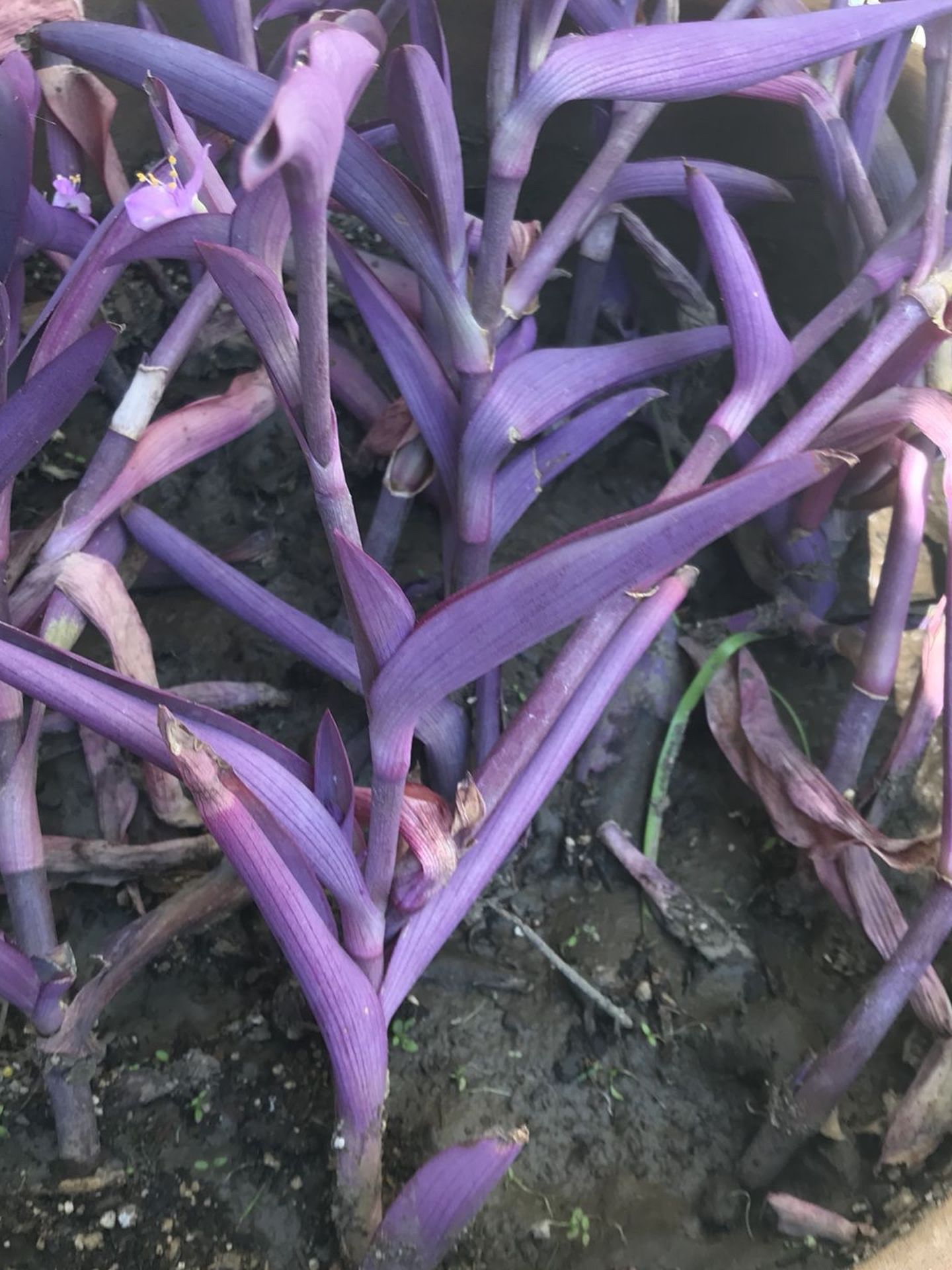 Tradescantia pallida (Purple Heart Plant) - Live Plant Cuttings - Great Indoor/Outdoor Plant