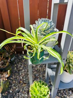 Curly spider plant