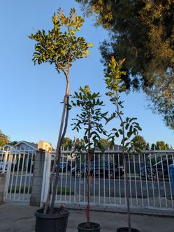 Carrotwood trees