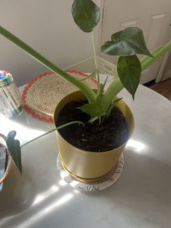 Alocasia Elephant ear Plant With Yellow Pot Included $25