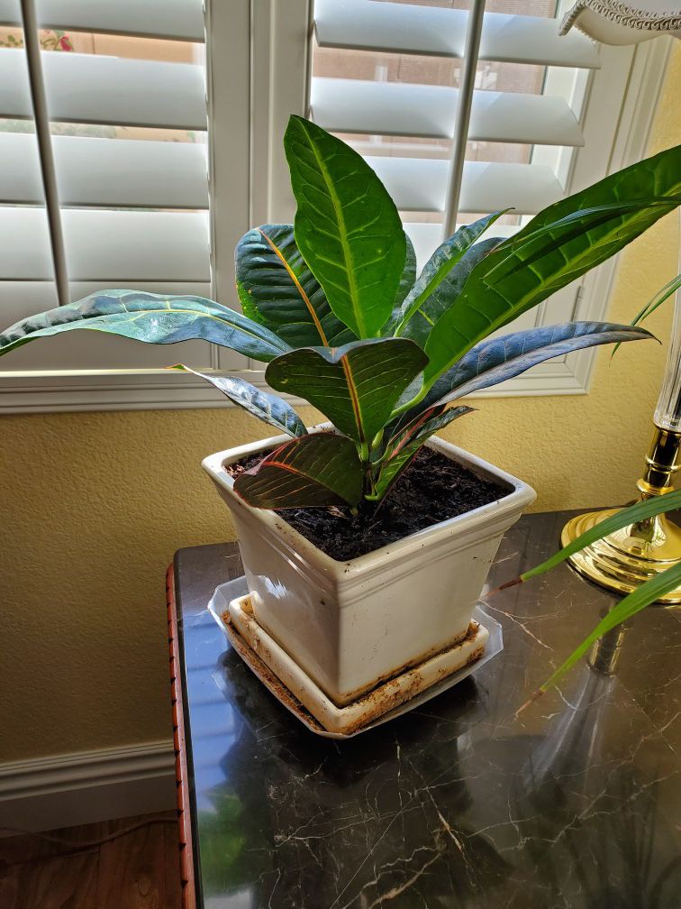Live indoor croton plant in 8inch square white glazed pot