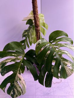 Monstera Albo Plant - 8inch #8