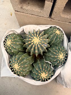 $250 Ferocactus free ship