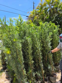 podocarpus 6 to 7 feet tall Instant Privacy Hedge For Fence Green Full Ready for planting  minimum qty 30+