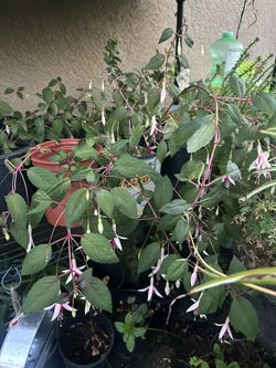 Fuchsia