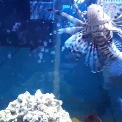 Saltwater Aquarium Equipment 
