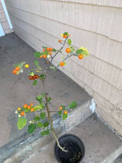 Solanum violaceum ortega or. Indian  night shade plant