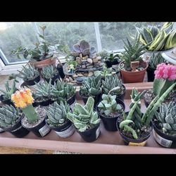 $4 And Up SUCCULENT PLANT SALE THIS WEEK IN  SAN LORENZO