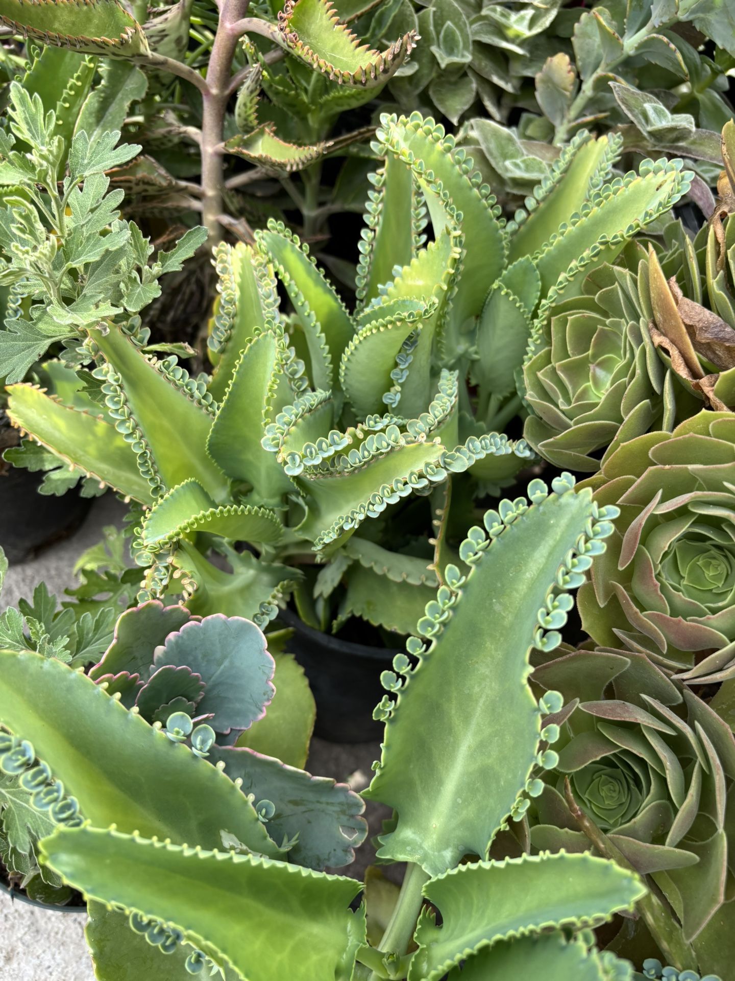 Kalanchoe O Mala Madre