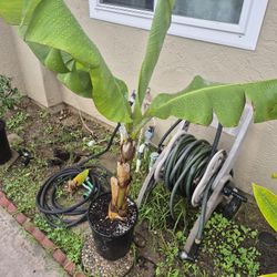 Dwarf Banana Fruiting Soon