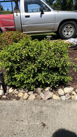 10 Boxwood’s Free