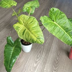 Philodendron Paraiso Verde 