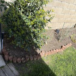 Landscaping/Garden-er
