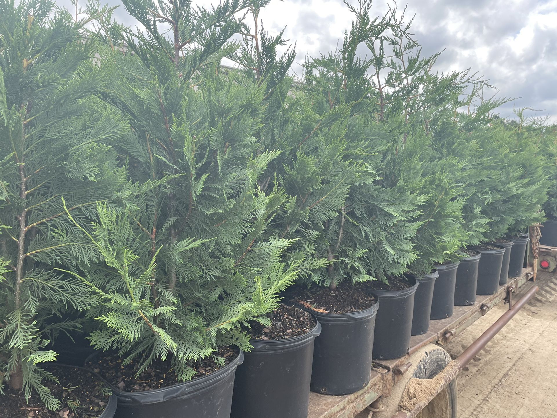 4/5’ Leyland Cypress Arborvitae