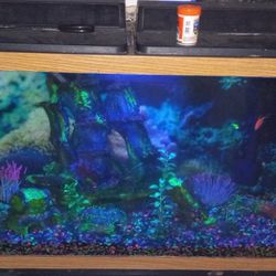 55 Gallon Fish Tank With Everything And Blue Light 