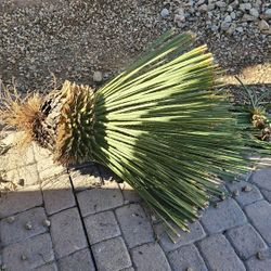 Dasylirion Palm Tree Ready To Pickup Removed 