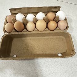 Huevos Organicos . Organigs Eggs
