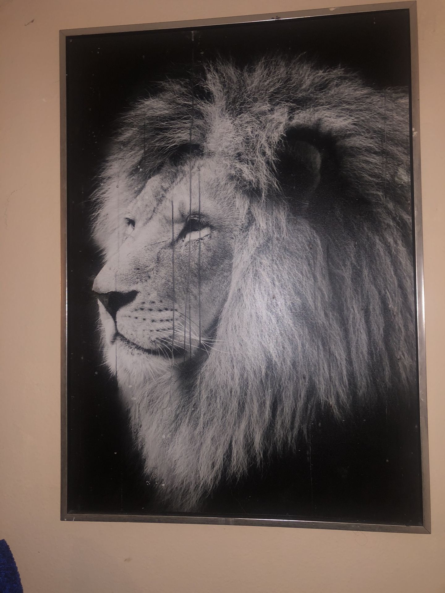 Lion painting