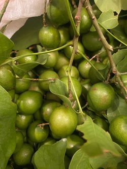 Mamoncillos