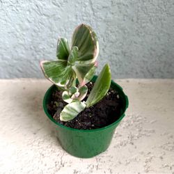 Variegated jade plant