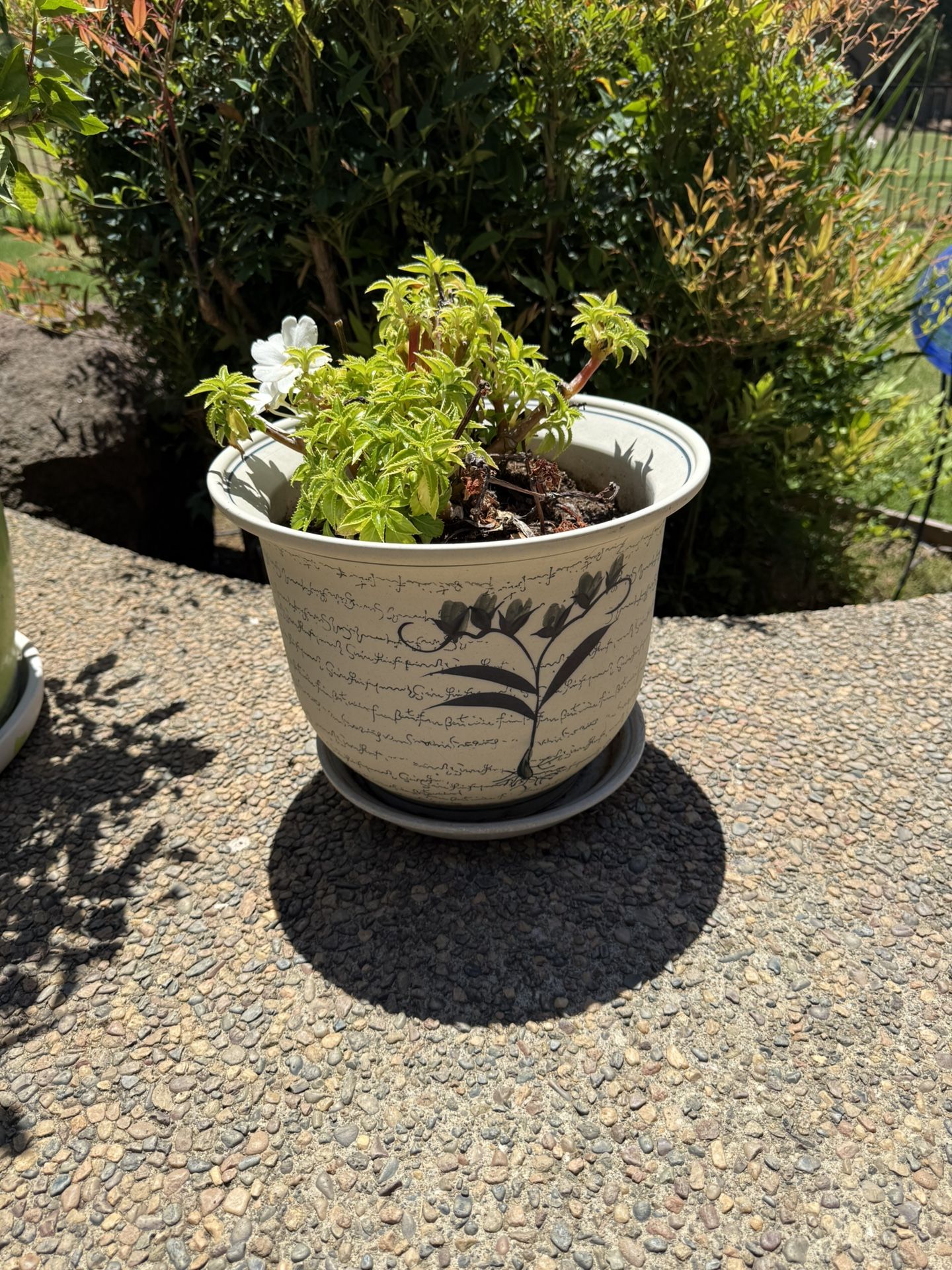 Large Ceramic Pot Includes Plant!