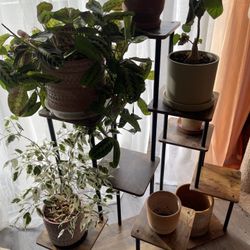 Plant Stand/Display Unit