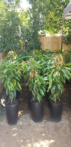 Mango crioyo o corriente