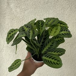 Prayer Plant