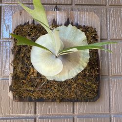 Staghorn