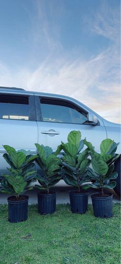 Fiddle Leaf Fig Tree 🪴 $25 each