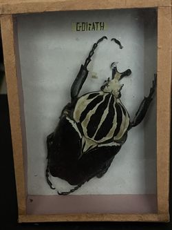Goliath Beetle Specimen In Small Glass Box (right front leg damaged)