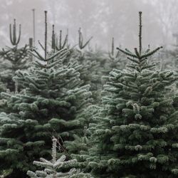 Selling Christmas Trees With Free Delivery