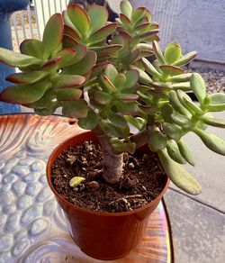 🌿—a symbol of prosperity♥️LUCKY Jade BONSAI GUD LUCK Plant👉PLS READ DESCRIPTION♥️WELL ESTABLISHED Tree