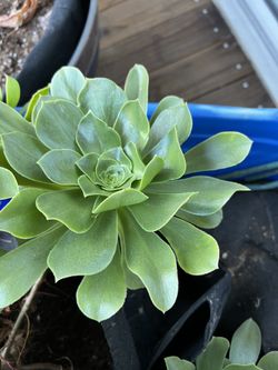 Aronium Undlatum (Stalked Aeonium) bulbs