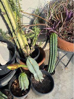 Cactus in bloom now white flower