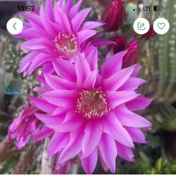 Cactus De Venta 