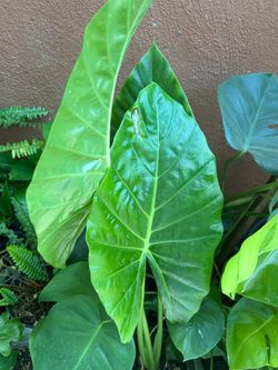 Oja Elegante
