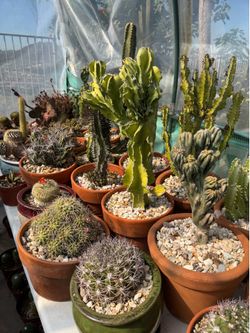 Exotic cactus