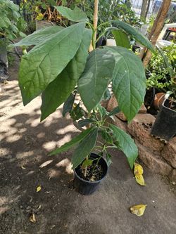 Hass Avocado Plant Tree