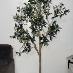 6ft Olive Tree
