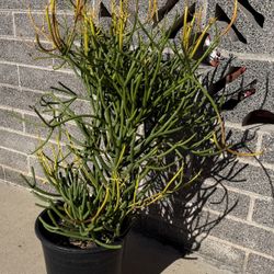 “Firestick” Pencil Cactus