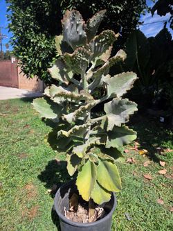 4 feet kalanchoe suculent Plant