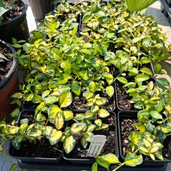 Vinca Illumination