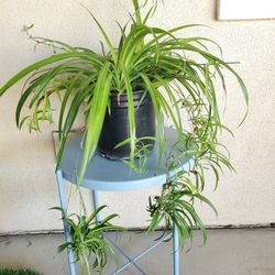 Beautiful Spider Plant