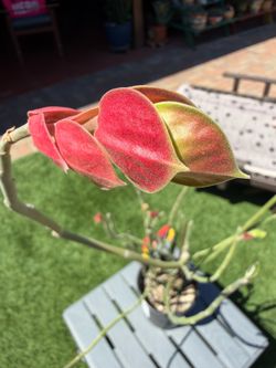 Euphorbia Pedilanthus Macrocarpus LADY SLIPPER Succulent Plant